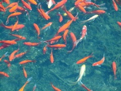 DSC05995.JPG
