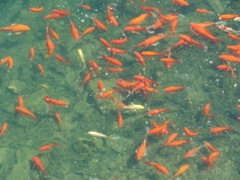 DSC05996.JPG