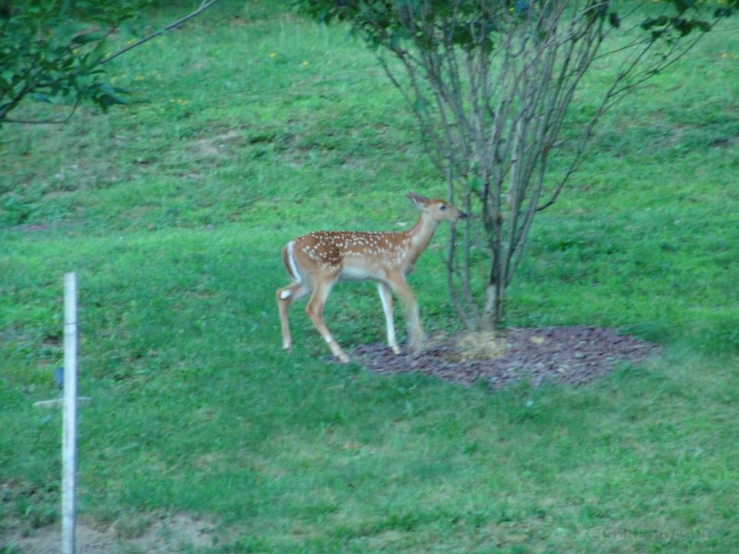 DSC06762.JPG