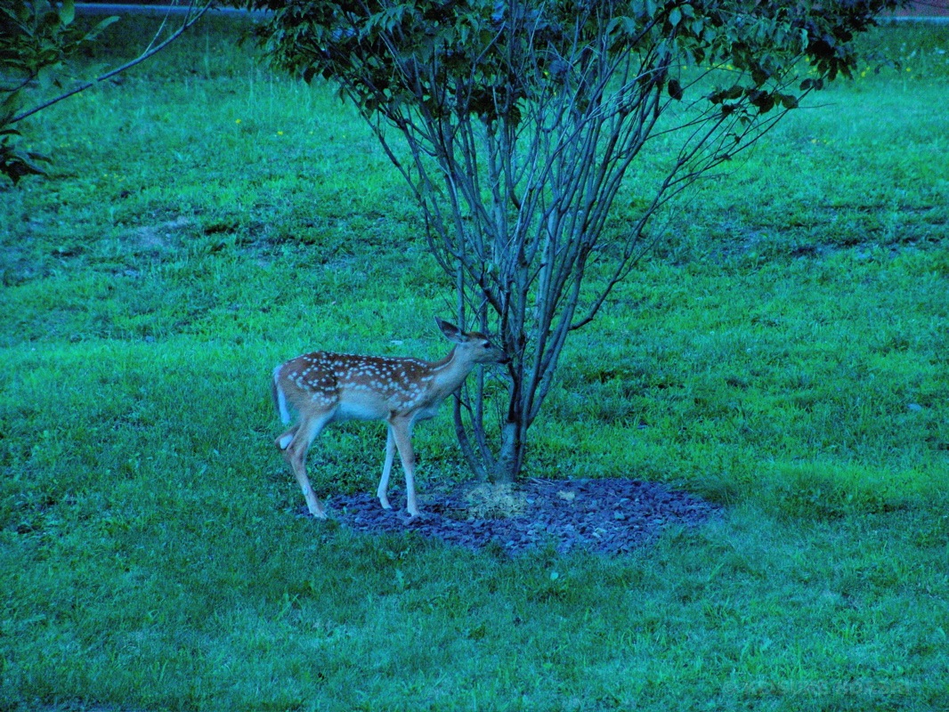 DSC06765.JPG