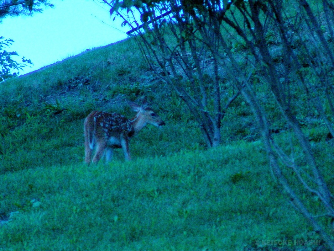 DSC06766.JPG