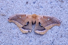 IMG_2708.JPG