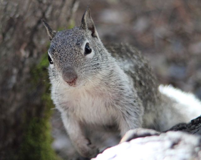nysmf professor squirrel