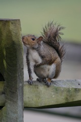 nysmf squirrel shot