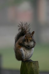 nysmf squirrel shot