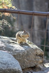 nysmf squirrel shot