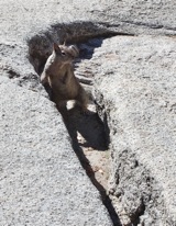nysmf squirrel shot