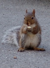 nysmf squirrel